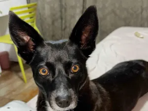Cachorro raça SRD-ViraLata idade 4 anos nome lilica 