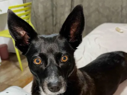 Cachorro raça SRD-ViraLata idade 4 anos nome lilica 