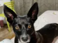 lilica