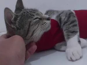 Gato raça SRD-ViraLata idade 1 ano nome Não Tem