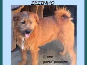 Cachorro raça SRD-ViraLata idade 1 ano nome Zezinho