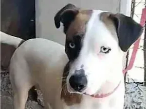 Cachorro raça SRD-ViraLata idade 2 anos nome Saphira