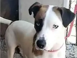Cachorro ra a SRD-ViraLata idade 2 anos nome Saphira