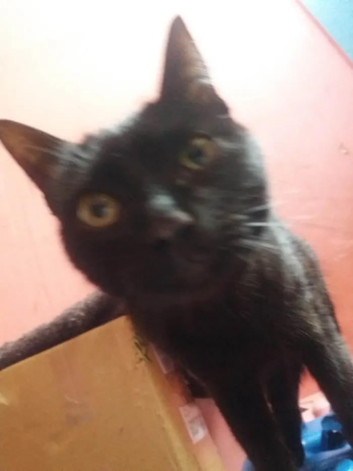 Gato ra a SRD-ViraLata idade 7 a 11 meses nome Moline
