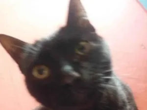 Gato raça SRD-ViraLata idade 7 a 11 meses nome Moline