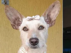 Cachorro raça SRD-ViraLata idade 2 anos nome Marion