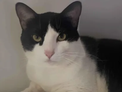 Gato raça SRD-ViraLata idade 1 ano nome Chico