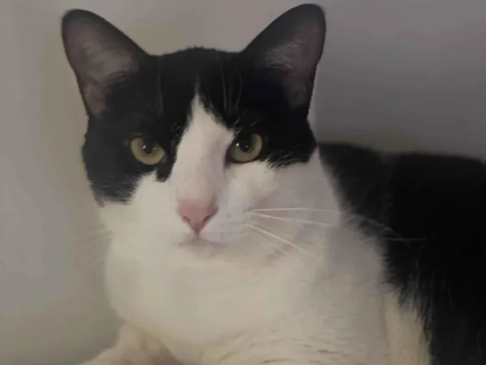 Gato ra a SRD-ViraLata idade 1 ano nome Chico