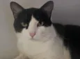 Chico