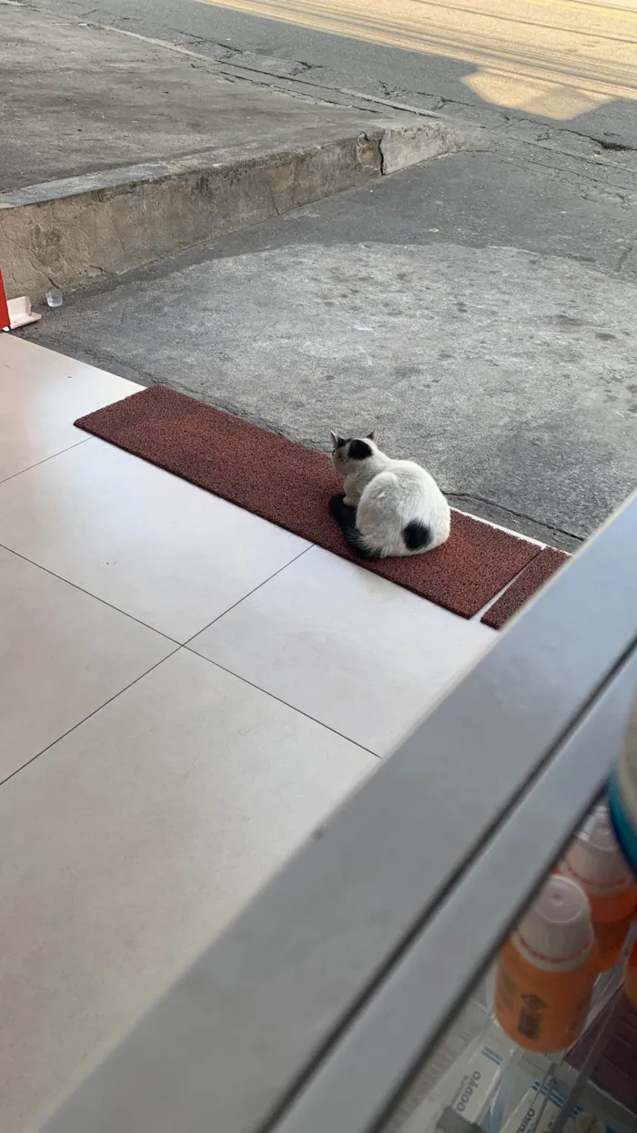 Gato ra a SRD-ViraLata idade 7 a 11 meses nome Chaninho