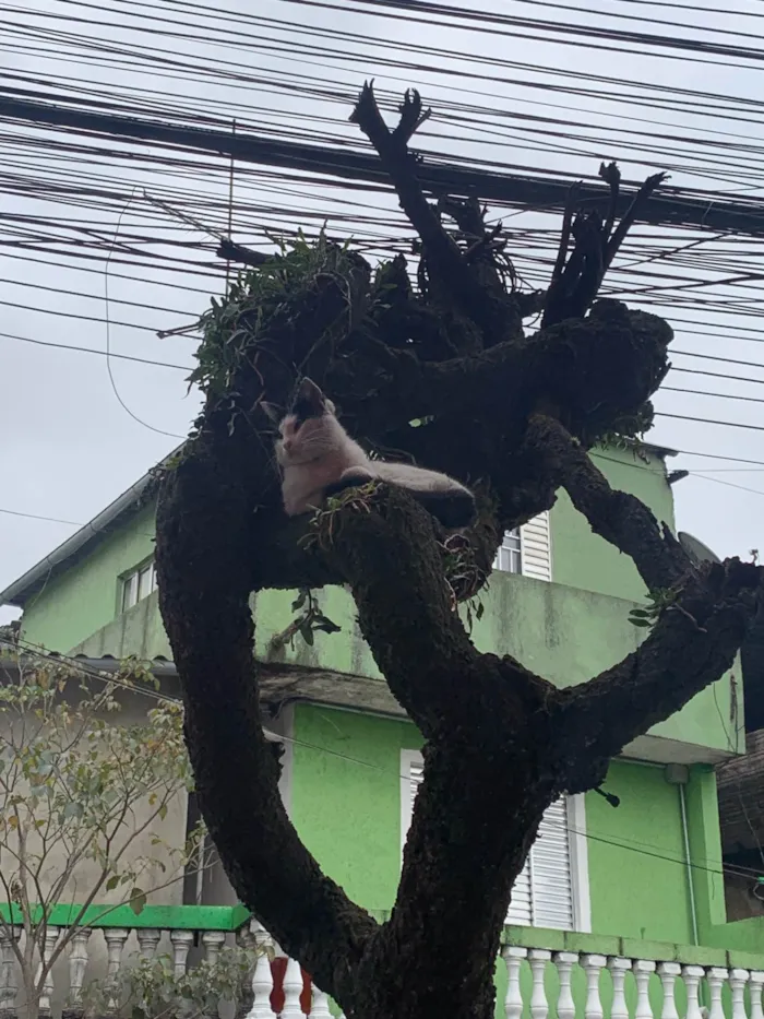 Gato ra a SRD-ViraLata idade 7 a 11 meses nome Chaninho