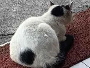 Gato raça SRD-ViraLata idade 7 a 11 meses nome Chaninho