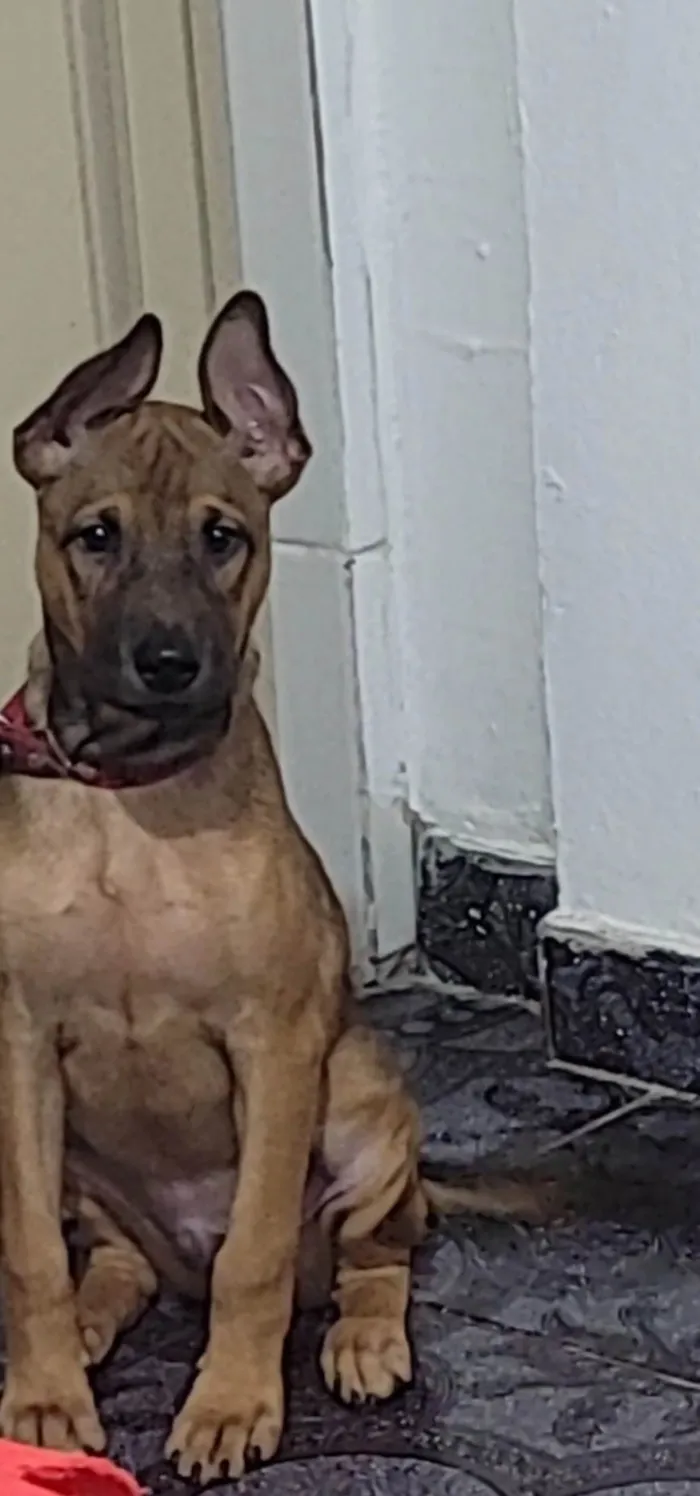 Cachorro ra a SRD-ViraLata idade 7 a 11 meses nome Felex 
