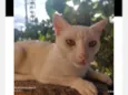 Danieli Izabela Coelho Fernandes
