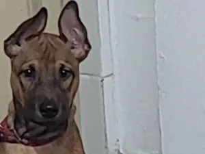 Cachorro raça SRD-ViraLata idade 7 a 11 meses nome Felex 
