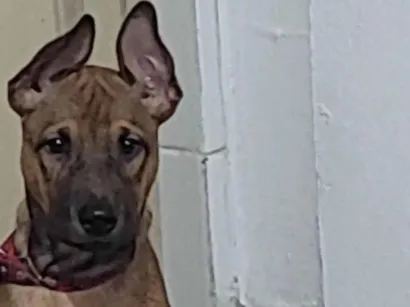 Cachorro raça SRD-ViraLata idade 7 a 11 meses nome Felex 