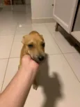 Pitoco