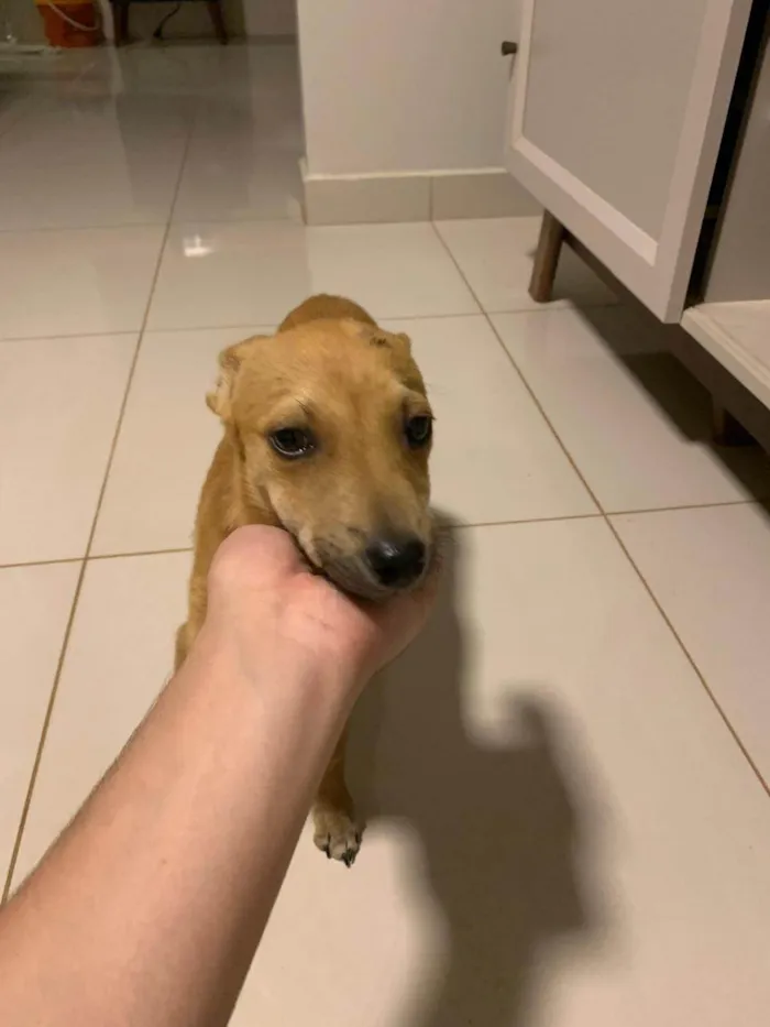 Cachorro ra a Pinscher idade 2 a 6 meses nome Pitoco
