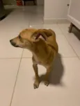 Pitoco