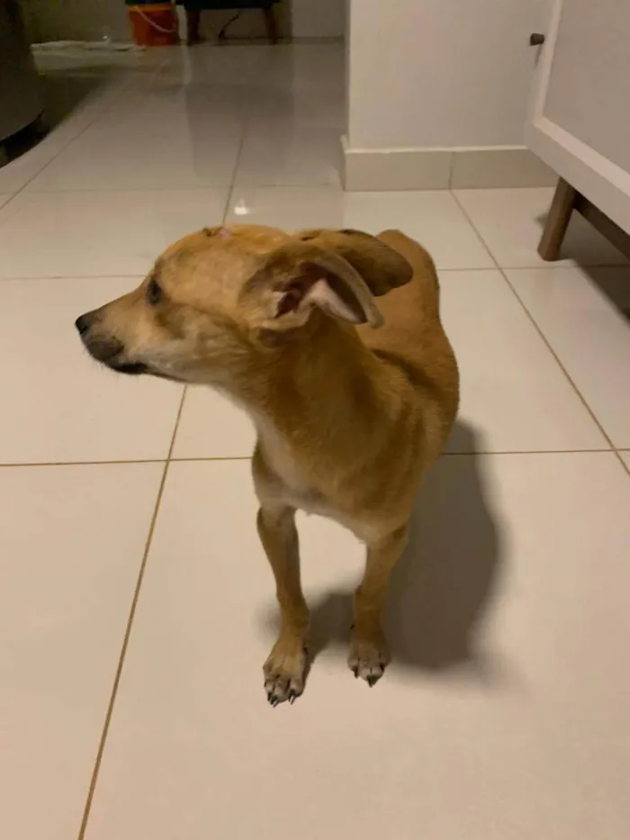 Cachorro ra a Pinscher idade 2 a 6 meses nome Pitoco