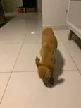 Pitoco