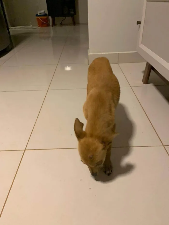 Cachorro ra a Pinscher idade 2 a 6 meses nome Pitoco