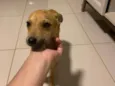 Pitoco