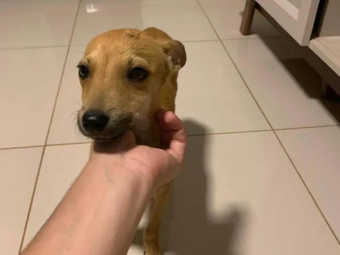 Cachorro ra a Pinscher idade 2 a 6 meses nome Pitoco