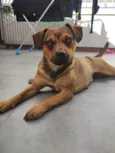 Suzi