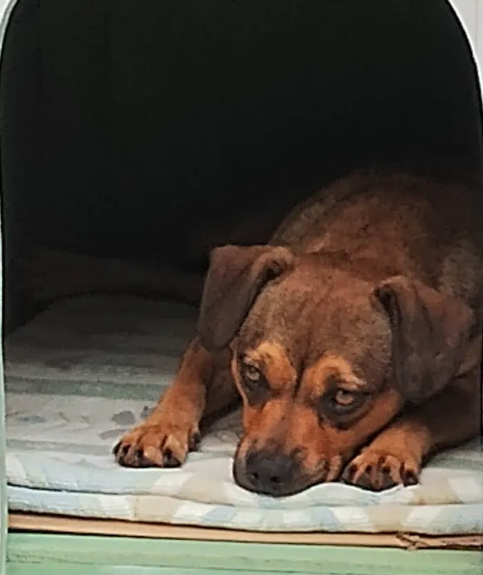 Cachorro ra a SRD-ViraLata idade 1 ano nome Suzi