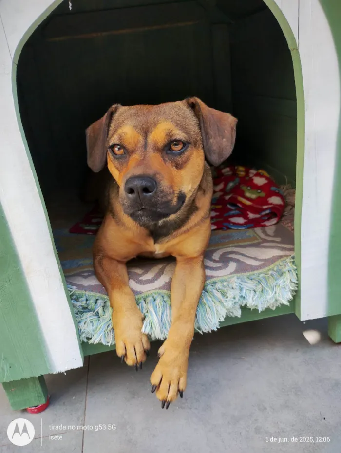 Cachorro ra a SRD-ViraLata idade 1 ano nome Suzi