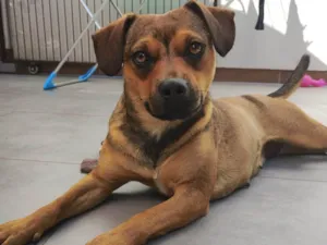 Cachorro raça SRD-ViraLata idade 1 ano nome Suzi