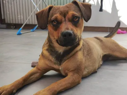 Cachorro raça SRD-ViraLata idade 1 ano nome Suzi