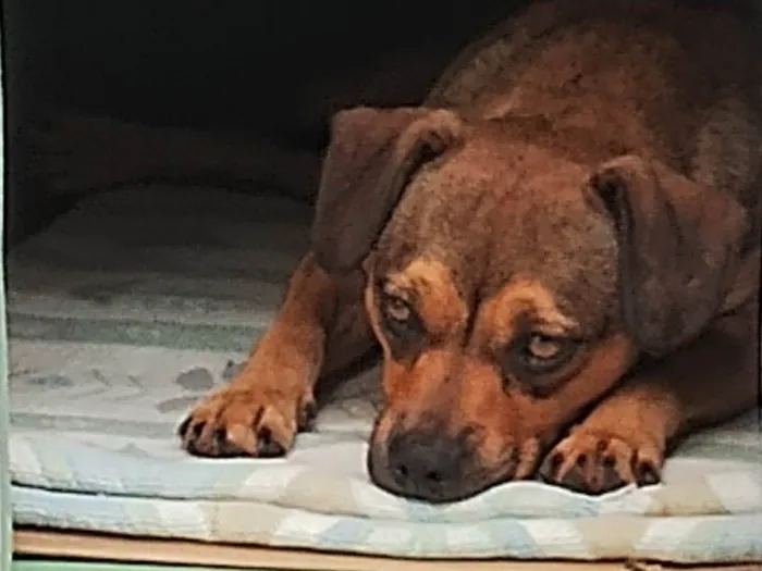 Cachorro ra a SRD-ViraLata idade 1 ano nome Suzi