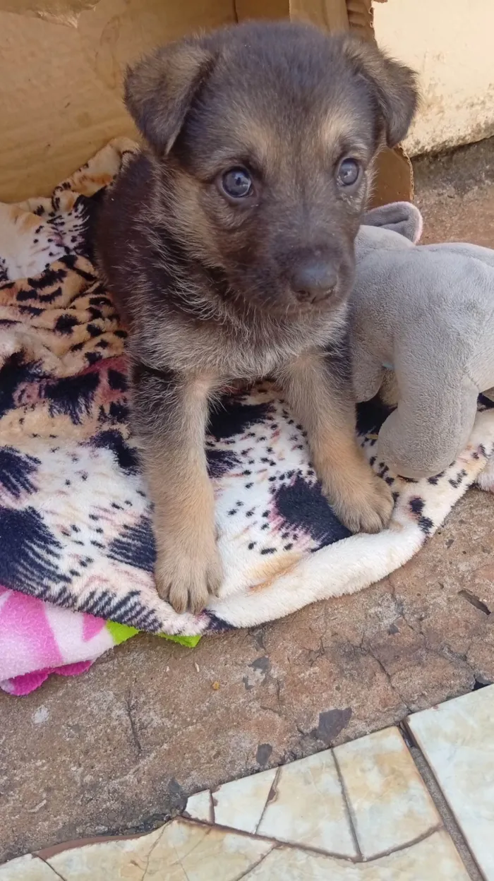 Cachorro ra a Pastor Alemão idade Abaixo de 2 meses nome Pandora