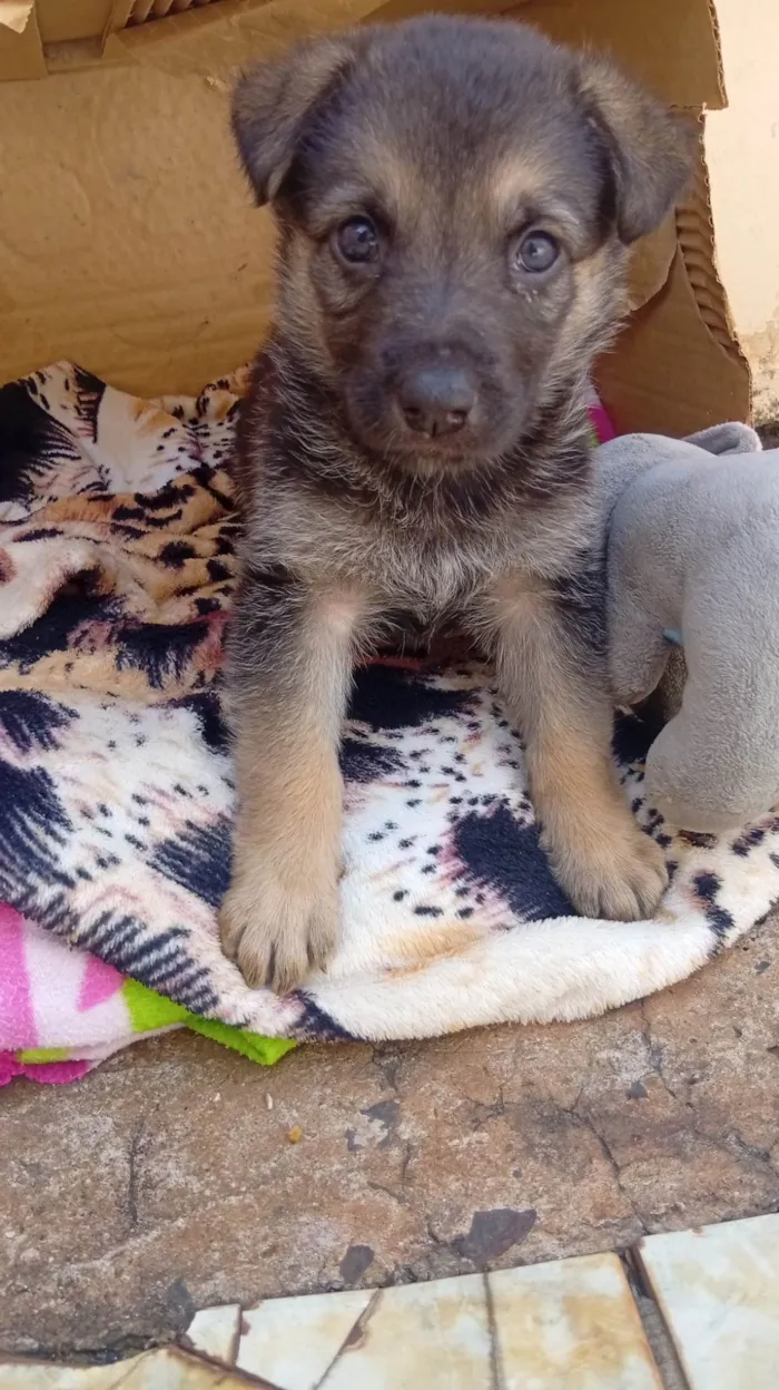 Cachorro ra a Pastor Alemão idade Abaixo de 2 meses nome Pandora