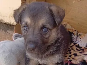 Cachorro raça Pastor Alemão idade Abaixo de 2 meses nome Pandora