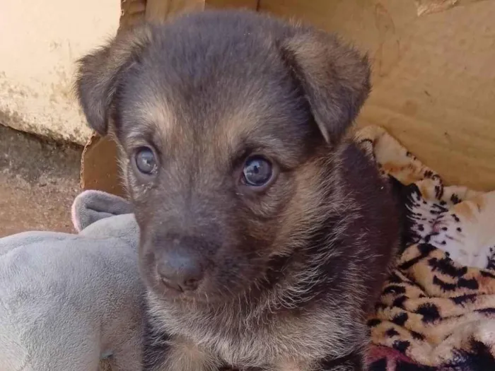 Cachorro ra a Pastor Alemão idade Abaixo de 2 meses nome Pandora