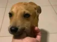 Pitoco