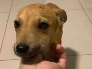 Cachorro raça Pinscher idade 2 a 6 meses nome Pitoco