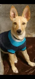 Dudu