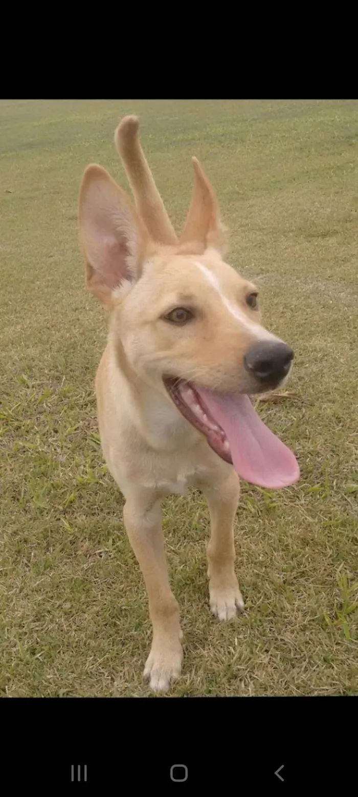 Cachorro ra a SRD-ViraLata idade 4 anos nome Dudu