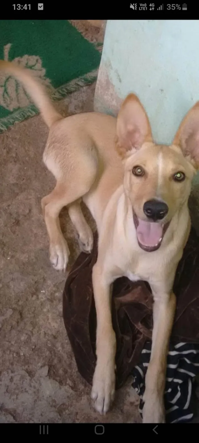 Cachorro ra a SRD-ViraLata idade 4 anos nome Dudu
