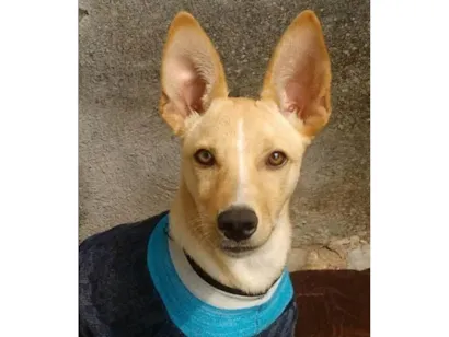 Cachorro raça SRD-ViraLata idade 4 anos nome Dudu