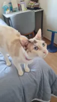 Bella