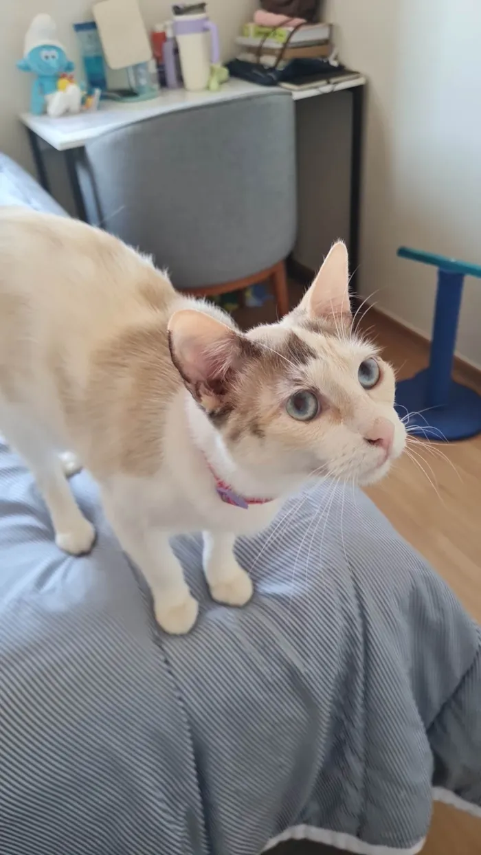 Gato ra a SRD-ViraLata idade 7 a 11 meses nome Bella