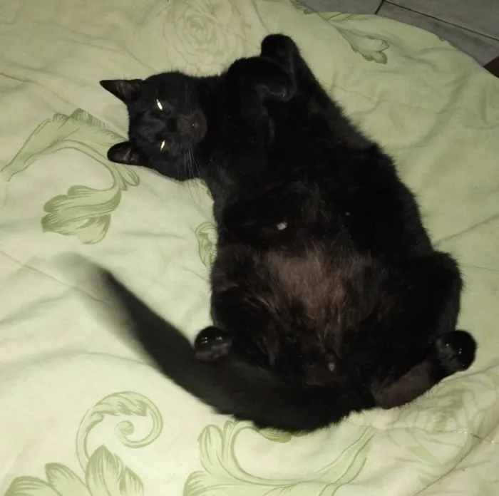 Gato ra a SRD-ViraLata idade 4 anos nome Plagg