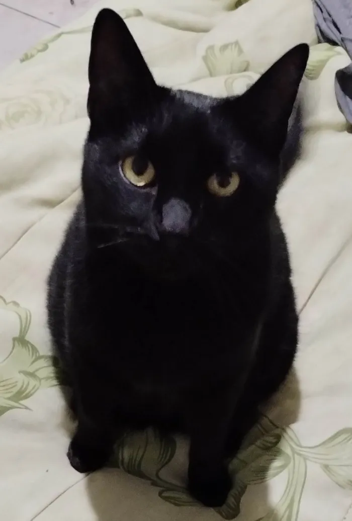 Gato ra a SRD-ViraLata idade 4 anos nome Plagg
