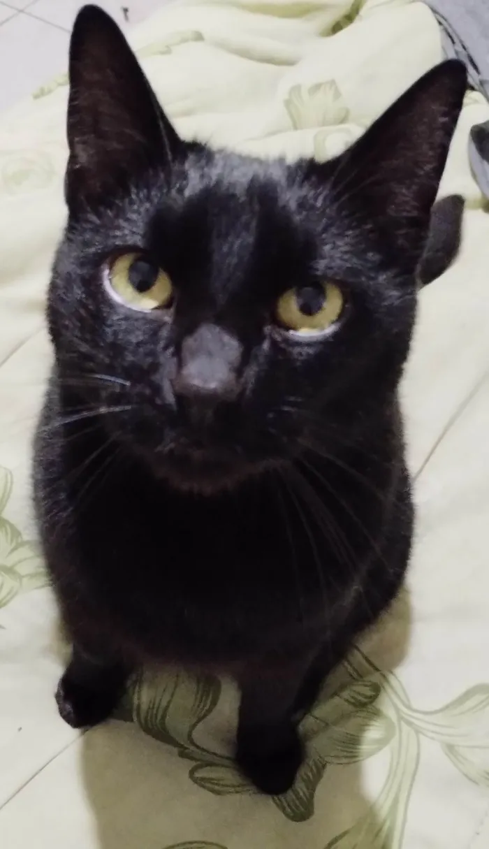 Gato ra a SRD-ViraLata idade 4 anos nome Plagg