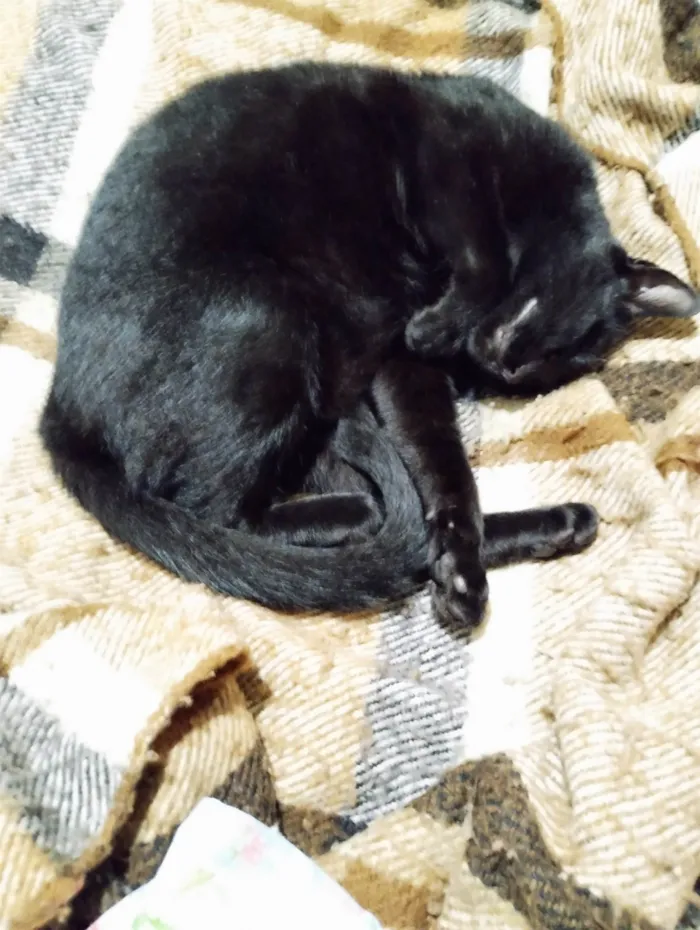 Gato ra a SRD-ViraLata idade 4 anos nome Plagg
